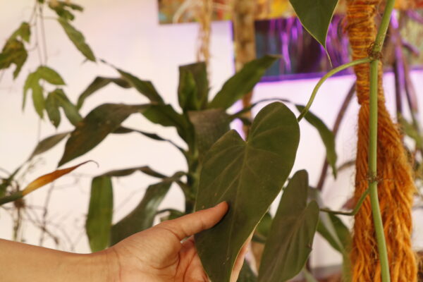 Banda de Plantas: jam interspecies com Gil Fuser