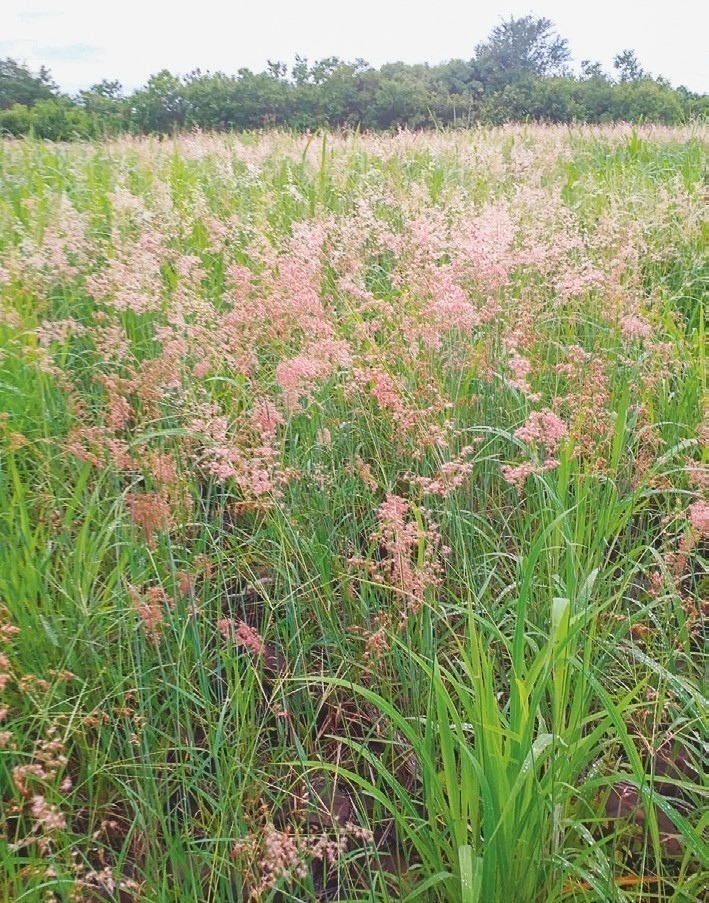 Descrição da imagem: fotografia colorida e vertical de uma paisagem composta por vegetação rasteira com flores. A vegetação é formada predominantemente por capim verde com flores rosas espalhadas por toda sua extensão. Ao fundo há uma área verde formada por árvores. O céu está encoberto por nuvens, mas visualmente claro. Fim da descrição da imagem.