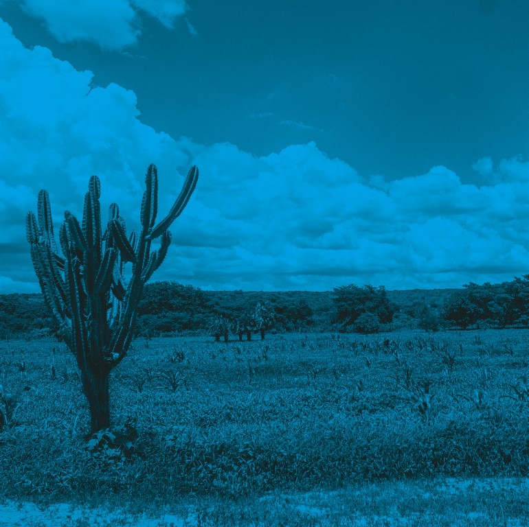 Descrição da imagem: fotografia horizontal colorida com filtro azul. Um cacto alto e ramificado está em destaque no lado esquerdo da imagem. Ao fundo, há diversos outros cactos menores espalhados pelo terreno, e uma área verde com árvores. Há nuvens no céu, que está parcialmente encoberto. Fim da descrição da imagem.