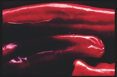 Descrição da imagem: Fotografia colorida horizontal. A imagem apresenta uma visão close-up de pimentas vermelhas brilhantes, capturadas com um destaque que enfatiza sua textura lisa e reluzente, em um jogo de sobra e luz. São três pimentas dispostas em camadas horizontais. O fundo escuro aumenta o contraste, destacando a cor intensa das pimentas. As pimentas são compridas e cilíndirca, levemente enrrugadas nas pontas. Fim da descrição da imagem.