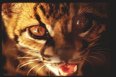 Descrição da imagem: Fotografia horizontal colorida de um filhote de felino. O animal tem olhos grandes e brilhantes, com a boca entreaberta mostrando os dentes. Sua pelagem apresenta padrões de manchas escuras em tons de marrom e laranja. Fim da descrição da imagem.