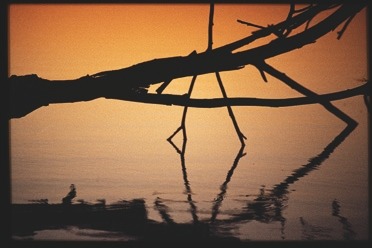 Descrição da imagem: Fotografia horizontal colorida de galhos de árvore refletidos em uma superfície de água calma ao entardecer. O fundo da imagem é dominado por um tom alaranjado suave, refletindo a luz do pôr do sol. Os galhos escuros, com formas irregulares e predominantemente na horizontal, se destacam contra o fundo suave, criando um efeito de silhueta dupla. Fim da descrição da imagem.