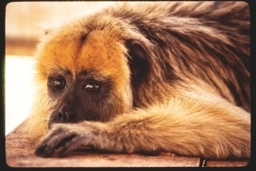 Descrição da imagem: Fotografia horizontal colorida de um macaco deitado em uma superfície de madeira. O animal, com pelagem densa e marrom-amarelada, tem uma expressão calma e observadora, com os olhos castanhos semicerados, olhando para frente. Sua cabeça está apoiada em uma das patas. Fim da descrição da imagem.