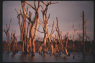 Descrição da imagem: Fotografia horizontal colorida de uma paisagem de árvores em um alagadiço. As árvores secas e desfolhadas se erguem acima da água em tons alaranjados e marrons, iluminadas pela luz suave do entardecer. O céu ao fundo apresenta uma mistura de tons de rosa e azul, reforçando a sensação de crepúsculo. Fim da descrição da imagem.