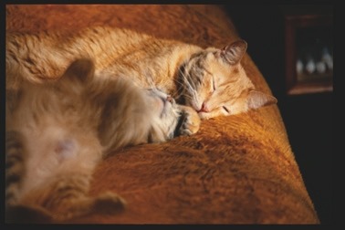 Descrição da imagem: Fotografia horizontal colorida de dois gatos laranja dormindo juntos em uma superfície acolchoada e macia, também de cor laranja. Os gatos estão deitados próximos, um deles com a pata sobre o outro. A luz suave ilumina os animais, destacando suas feições relaxadas. Fim da descrição da imagem.