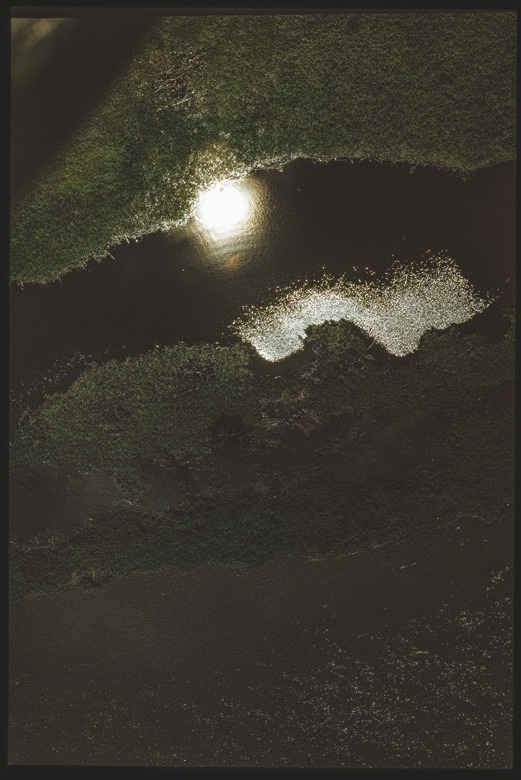 Descrição da imagem: Fotografia horizontal colorida de uma área de água cercada por vegetação densa. No centro, o reflexo do sol brilha intensamente na superfície da água, criando um contraste com a vegetação verde escura ao redor. A luz solar refletida ilumina parte da água, destacando sua textura ondulada. Fim da descrição da imagem.