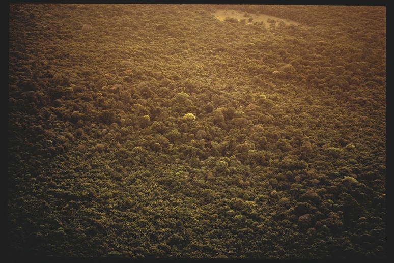 Descrição da imagem: Fotografia colorida horizontal. A imagem apresenta uma vasta área de floresta densa, com diferentes tons de verde, variando conforme a luz do sol atinge as copas das árvores. No canto superior direito, há uma pequena clareira, interrompendo a continuidade da floresta. Fim da descrição da imagem.