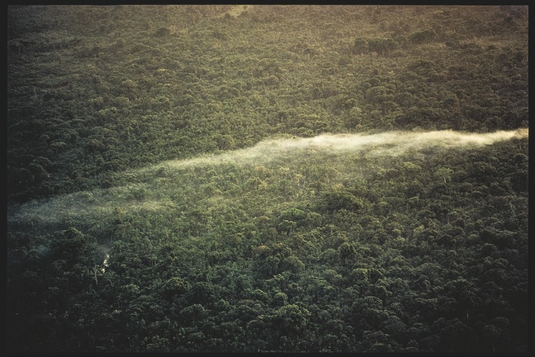 Descrição da imagem: Fotografia colorida horizontal. A imagem mostra uma vasta extensão de floresta densa com diferentes tons de verde. Uma fina camada de neblina ou fumaça atravessa horizontalmente o centro da imagem, criando um leve contraste com a vegetação abaixo. A luz suave ilumina a paisagem, destacando a textura das copas das árvores. Fim da descrição da imagem.