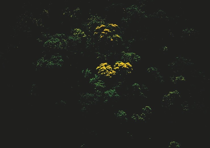 Descrição da imagem: Fotografia colorida vertical. A imagem mostra uma área de floresta densa com copas de árvores predominantemente verdes. No centro, algumas árvores com flores ou folhas amarelas se destacam, criando um contraste com o fundo escuro e as outras copas de árvores. A iluminação é de alto contraste e saturação, focada nas áreas de destaque amarelo. Fim da descrição da imagem.