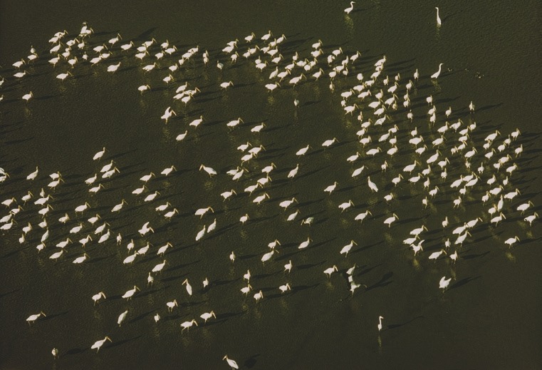 Descrição da imagem: Fotografia colorida horizontal. A imagem mostra um grande grupo de aves brancas, possivelmente garças, espalhadas em uma área de água rasa. As aves lançam longas sombras escuras no chão, criando um padrão de luz e sombra que contrasta com o fundo escuro. Fim da descrição da imagem.