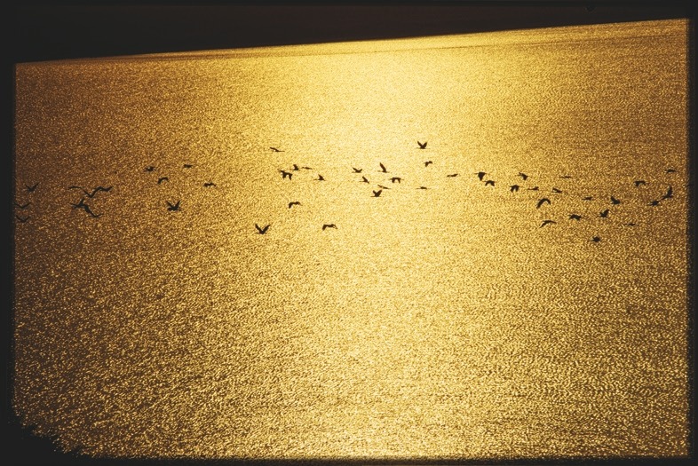 Descrição da imagem: Fotografia colorida horizontal. A imagem captura um grupo de aves voando sobre um corpo d'água iluminado pelo pôr do sol. A luz dourada se reflete na superfície da água, criando um brilho intenso que contrasta com as silhuetas escuras das aves em voo. Fim da descrição da imagem.