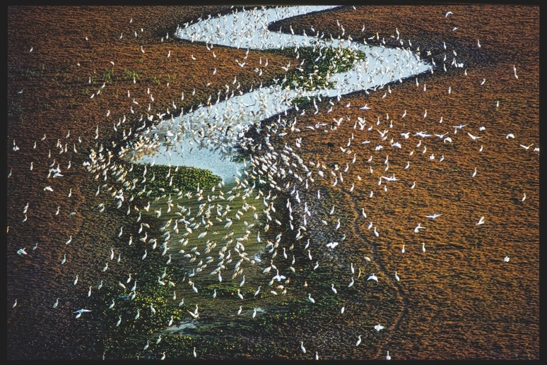 Descrição da imagem: Fotografia colorida horizontal. A imagem mostra uma superfície com um rio caldaloso e ondulado entre áreas de vegetação baixa, variando entre tons de marrom e dourado. Uma área mais clara à esquerda contrasta com o tom mais escuro à direita e com a vegtação esverdeada na parte inferior da imagem. Ao longo de toda a imagem, centenas de aves brancas, que podem ser garças, estão pousadas nesse terreno em áreas com maior ou menor adensamento entre elas. Fim da descrição da imagem.