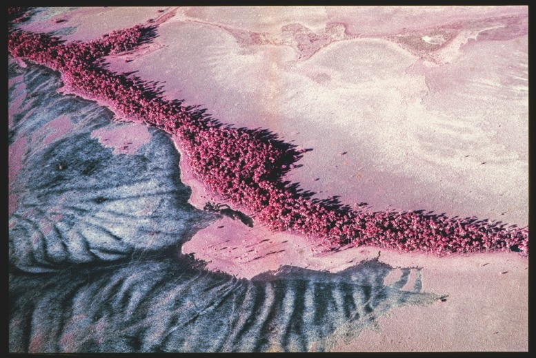 Descrição da imagem: Fotografia aérea colorida de uma superfície que parece uma paisagem abert, em tons de rosa e lilás. Uma linha de vegetação mais densa de árvores, em tons de vermelho escuro, segue diagonalmente da esquerda para a direita. No canto inferior esquerdo, há uma mancha escura que um corpo d'água de um rio. Fim da descrição da imagem.