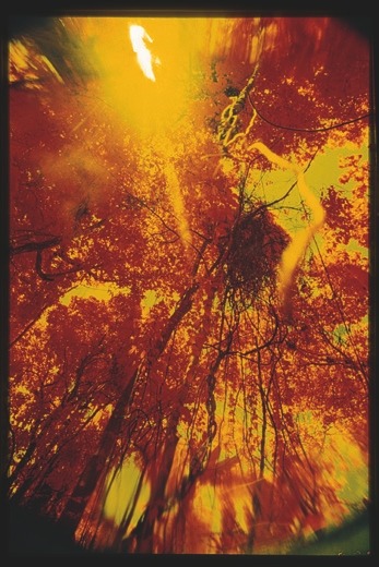Descrição da imagem: Fotografia vertical colorida, em que o foco está em um grupo de árvores visto de baixo para cima. A luz do sol incide sobre as copas das árvores, e, pela manipulação das cores na revelação, a luz apresenta uma tonalidade alaranjada e amarelada intensa. A imagem tem um efeito de distorção, com os galhos e folhas parecendo borrados em algumas áreas. Fim da descrição da imagem.