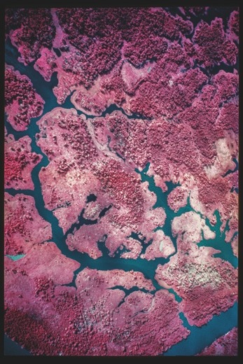 Descrição da imagem: Fotografia aérea colorida vertical com cores manipuladas, mostrando uma região florestal em tons predominantemente rosados. Rios ou cursos d'água em azul escuro serpenteiam entre a vegetação densa, criando contrastes entre as áreas de floresta e os corpos d'água. A paisagem aparece fragmentada, com pequenas ilhas de vegetação rodeadas pelos cursos d'água. Fim da descrição da imagem.