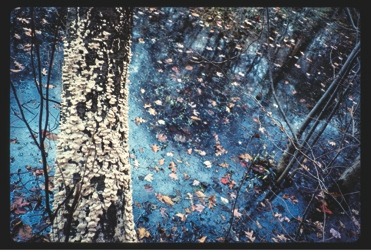 Descrição da imagem: Imagem colorida e horizontal. A imagem mostra um tronco de árvore, coberto por fungos claros, ocupando verticalmente a parte esquerda da imagem. À direita do tronco, há uma área alagada com água azulada, folhas caídas, árvores e galhos submersos. A vegetação ao redor é densa, com ramos e pequenas árvores emergindo da água. A imagem captura a cena de um ambiente de floresta úmida. Fim da descrição da imagem.