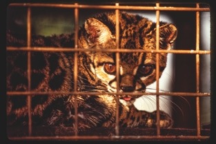 Descrição da imagem: Fotografia colorida de um pequeno felino selvagem, possivelmente uma jaguatirica, dentro de uma gaiola. O animal tem pelagem com padrões de manchas escuras e bege e está deitado, olhando diretamente para a câmera com uma expressão alerta. Em primeiro plano, as barras finas da grade da gaiola. A iluminação destaca os detalhes do pelo e os olhos do felino, conferindo um contraste entre a luz e as sombras. Fim da descrição da imagem.