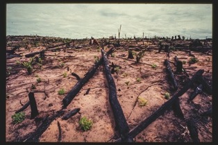 Descrição da imagem: Imagem colorida e horizontal. A imagem mostra uma área de terra devastada, com troncos de árvores queimados e caídos espalhados pelo solo árido. Pequenas plantas verdes emergem em alguns pontos do terreno, contrastando com os restos carbonizados da vegetação anterior. O céu está nublado. Ao fundo, pode-se ver o horizonte distante com poucos sinais de vida vegetal. Fim da descrição da imagem.