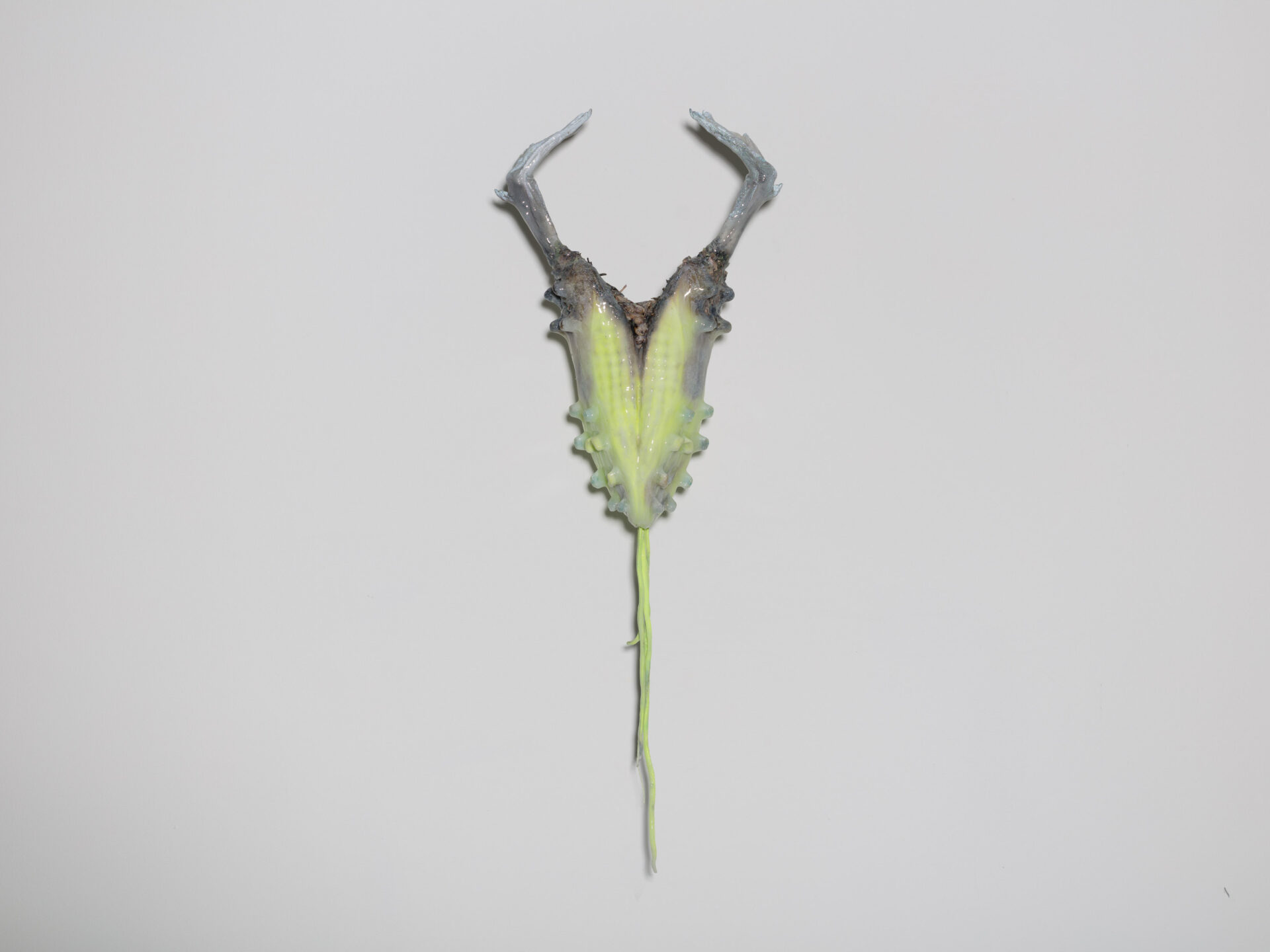 Descrição da imagem: Objeto construído por um par de chuteiras nas cores amarelo e cinza, grudadas na vertical, pela parte interna. Os pinos da sola siliconados também em tons de amarelo e cinza. Da base do objeto pendem dois cadarços em tons amarelados. De cada chuteira, sai um pé de ganso cinza. O fundo é branco. Fim da descrição da imagem.