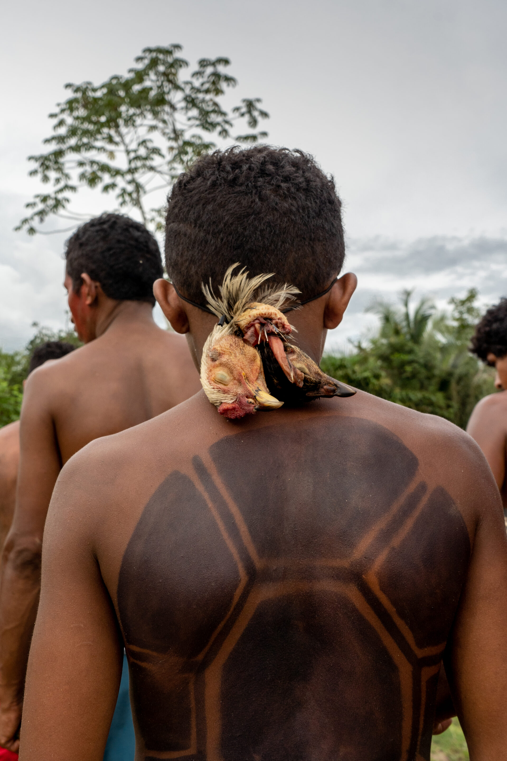 Descrição da imagem: Fotografia vertical de um indígena visto de costas enquadrado da cintura para cima. O menino está com o tronco nu e tem cabelos curtos, escuros e crespos. Nas costas, uma pintura preta formada por figuras geométricas que cobrem toda a região e se estendem até os ombros.
Está com um cordão preto na cabeça, com a cabeça de uma galinha amarrada e pendurada na nuca. A ave está com o bico amarelo voltado para baixo; tem cabeça laranja, crista vermelha e penas amareladas. Ao fundo, há outros indígenas vistos de costas, árvores e o céu nublado. Fim da descrição da imagem.

