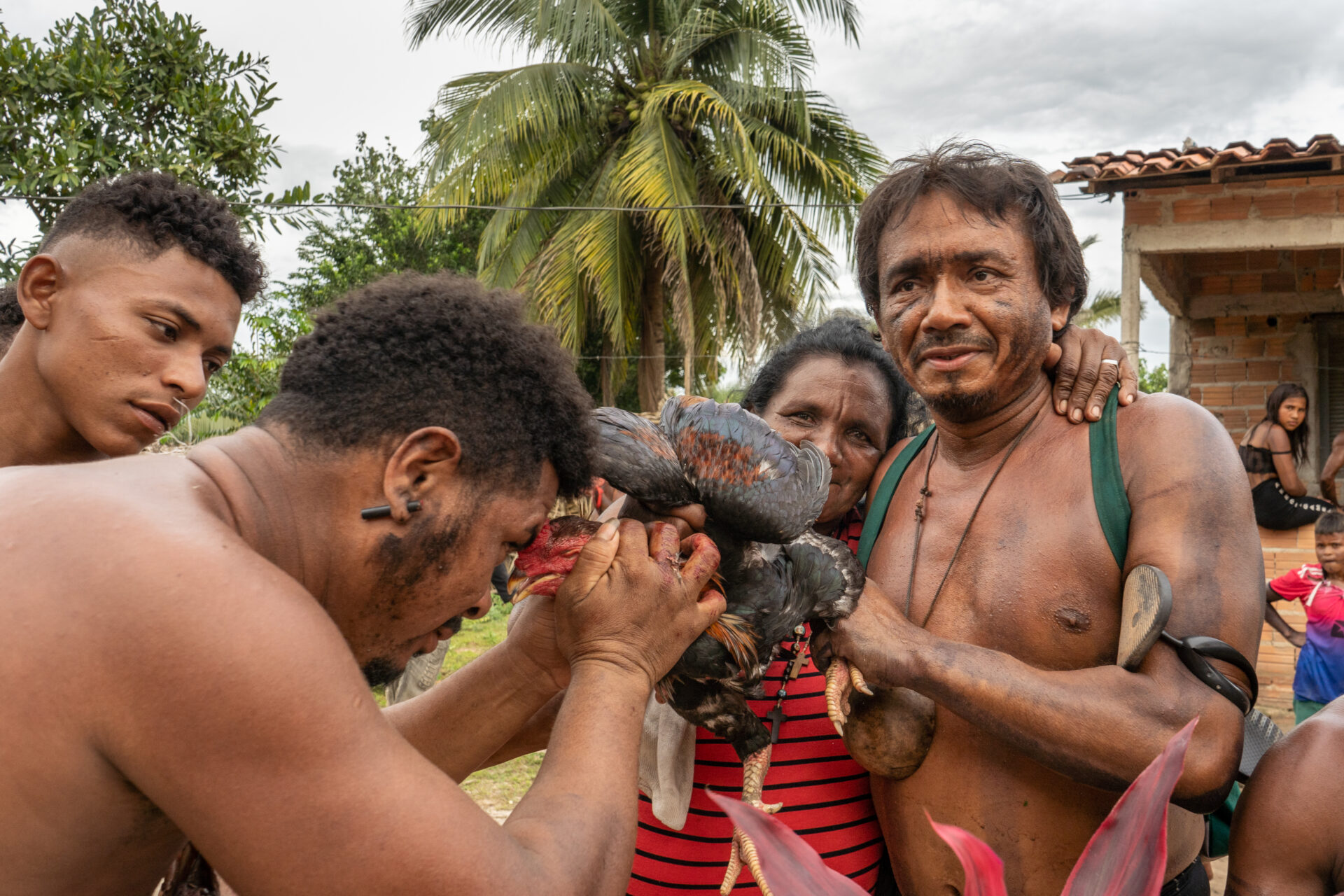 Descrição da imagem: Fotografia horizontal de seis indígenas. Sob o céu nublado, ao centro, dois homens seguram um galo de penas pretas e marrons, com cabeça e crista vermelhas e patas e bico amarelos. A ave está com os olhos fechados e o bico entreaberto. O homem à esquerda, enquadrado do peito para cima, é visto de perfil direito, com o tronco inclinado para a frente, segurando o pescoço da ave, a testa encostada na crista do galo e a mão direita manchada de sangue. Ele tem cabelos castanhos, crespos e curtos, manchas de tinta preta na bochecha e na orelha direita, e usa um pequeno cilindro preto atravessado no lóbulo. Atrás dele, um jovem de cabelos castanhos, crespos e curtos, com laterais raspadas, olhos escuros, nariz afilado e lábios grossos, olha para o galo. O homem à direita é visto da cintura para cima, de frente, segurando a pata esquerda do galo com a mão esquerda. Tem cabelos castanho-escuros curtos, sobrancelhas grossas, olhos escuros, nariz de ponta arredondada e lábios médios. Usa um cordão marrom com pingente feito de meia cabaça em formato de esfera marrom, mochila de alças verdes e um chinelo preso pelo cabedal no braço esquerdo. Ao lado dele, uma indígena está com o braço sobre o ombro do homem; usa camiseta vermelha com finas listras pretas. Ao fundo, há uma árvore de copa alta, um coqueiro e parte de uma casa sem reboco. Sentada na mureta da casa, uma menina de cabelos lisos; próximo a ela, um menino de cabelos curtos. Fim da descrição da imagem.
