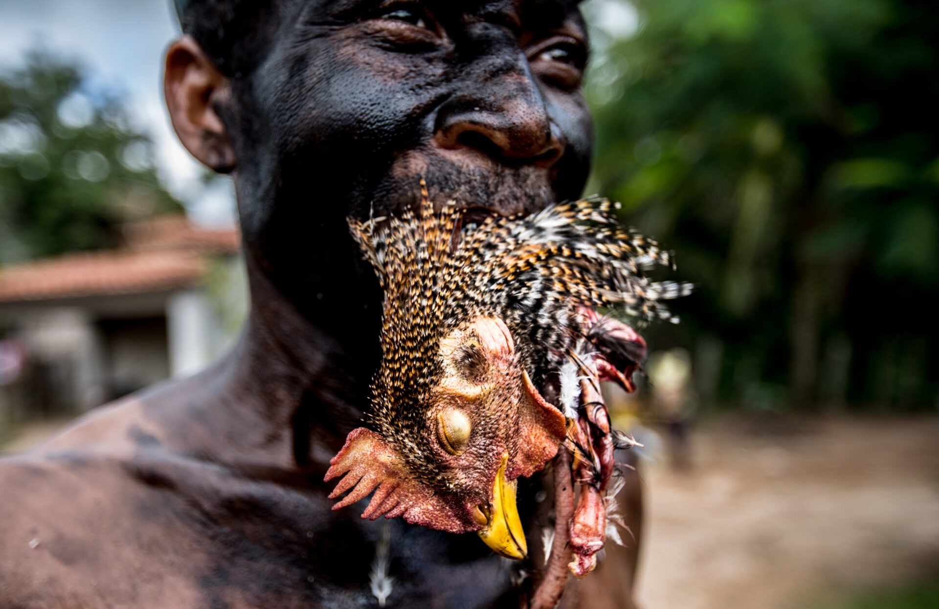 Descrição da imagem: Fotografia horizontal de um homem indígena enquadrado dos ombros até as sobrancelhas.
Está levemente virado para a direita. Tem olhos castanhos escuros, fixos à frente, e nariz largo. O rosto e o pescoço estão cobertos por tinta preta. Segura com a boca o pescoço de uma galinha, que está com a cabeça e o bico voltados para baixo. A ave tem plumagem preta com pintas amarelas e brancas, bico amarelado e crista alaranjada.
Ao fundo, desfocada, à esquerda, há uma casa com telhado marrom e parede branca. À direita, árvores e chão terroso. Fim da descrição da imagem.

